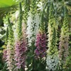 CEMEHA SEEDS - Foxglove Purple Mix Digitalis Giant Perennial Flowers