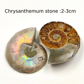 2PCS Natural Polished Ammonite Shell Pair Fossil Stone, Ammonite Fossil Shell Spiral Polished Natural Fossilized Gemstone Ammolite Crystal Décor