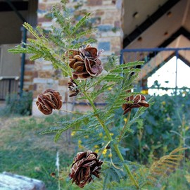 Outsidepride Illinois Bundleflower - 1000 Seeds