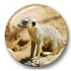 Merchandise for Fans Meerkat Fridge Magnets 02 Large for Memo