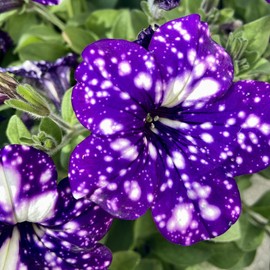 Wivolibe 500+ Rare Night Sky Petunia Seeds - Dwarf Wave Petunia Flower Seeds for Planting Home Garden Non-GMO Heirloom Seeds