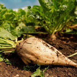 TomorrowSeeds - Sugar Beet Seeds - 600+ Count - for 2026 Planting White Albino Mangel Turnip Garden Beetroot Common Sucrose Sweet Beets Root Vegetable Non-GMO Grow Your Own Home Farm Patio Healthy