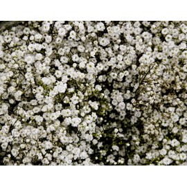 White BABY'S BREATH SEEDS  500+ White Flowers (Gypsophila Elegans) | Drought Tolerant