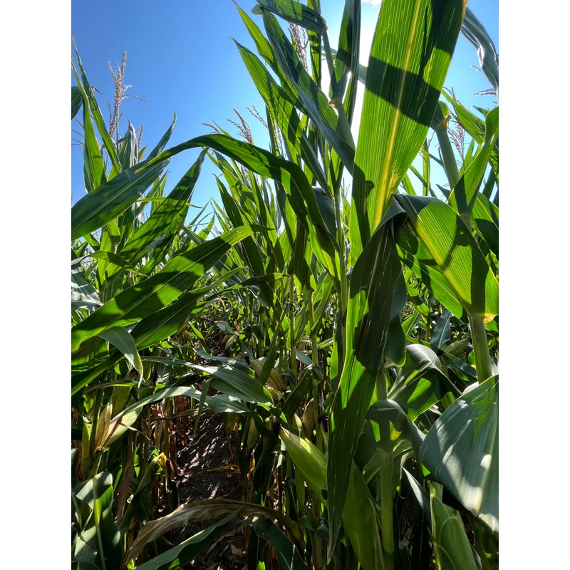 Hale Habitat & Seed Glyphosate Tolerant Field Corn Food Plot