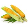 Golden Bantam Sweet Corn Seeds