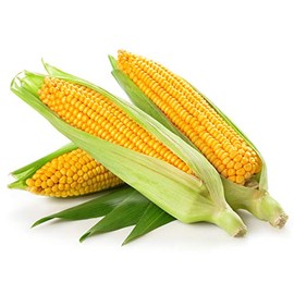 Golden Bantam Sweet Corn Seeds