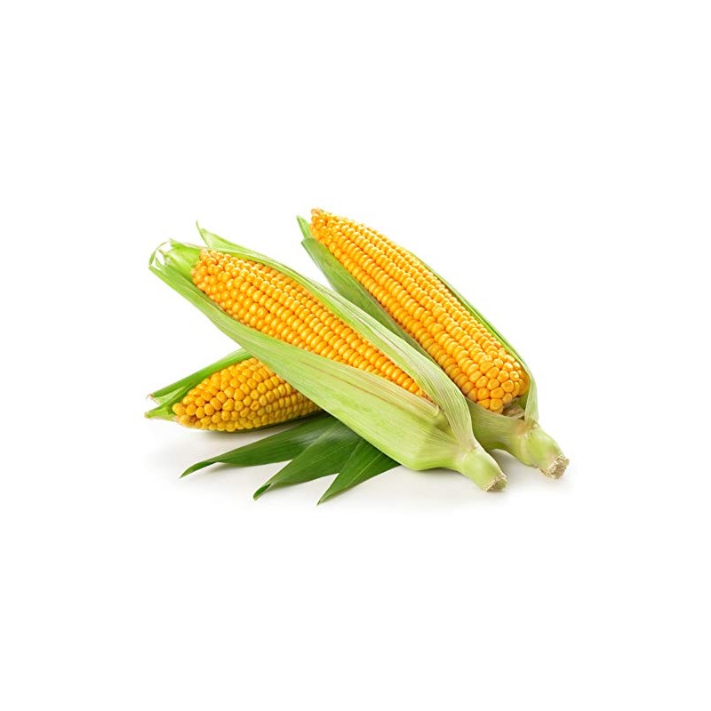 Golden Bantam Sweet Corn Seeds