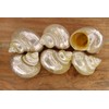 Generic 40pc Gold Mouth TURBOS Whole Seashell Craft Supplies, Sailors