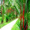 20 Red Sealing Wax Lipstick Palm Tree Seeds (Cyrtostachys Renda)