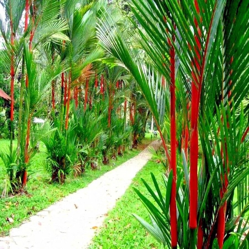 20 Red Sealing Wax Lipstick Palm Tree Seeds (Cyrtostachys Renda)