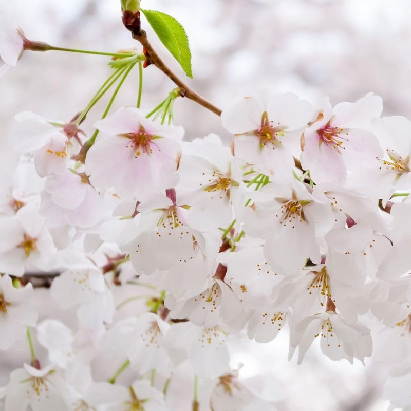 Generic Cherry Flowering Tree, 5 gal. (Yoshino), Green