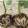 10Pcs 12cm Plant Propagation Ball Root Growing Controller Rooting Germination