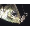 DAIWA Reel Case, Tsukiza Bijin, SW Light Jig Head SS