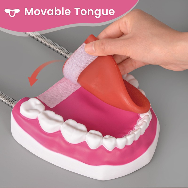 Ultrassist Mouth Model with Soft Silicone Tongue for Speech and
