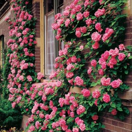 Nygardenia 20pcs Pink Climbing Rose Seeds - Rare Non-GMO Heirloom Variety for Your Garden.