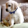 Create idea 2PCS Dog Collars with Bell and Bow Tie