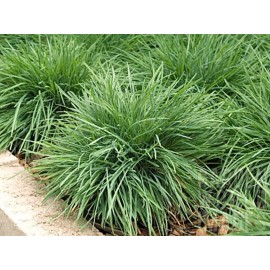 Koeleria Coolio Blue Hair Grass Seeds Koeleria Coolio 25 Multi Pelleted Seeds Ornamental Grass