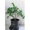 House of Bonsai Japanese white pine ( Pinus Parviflora )