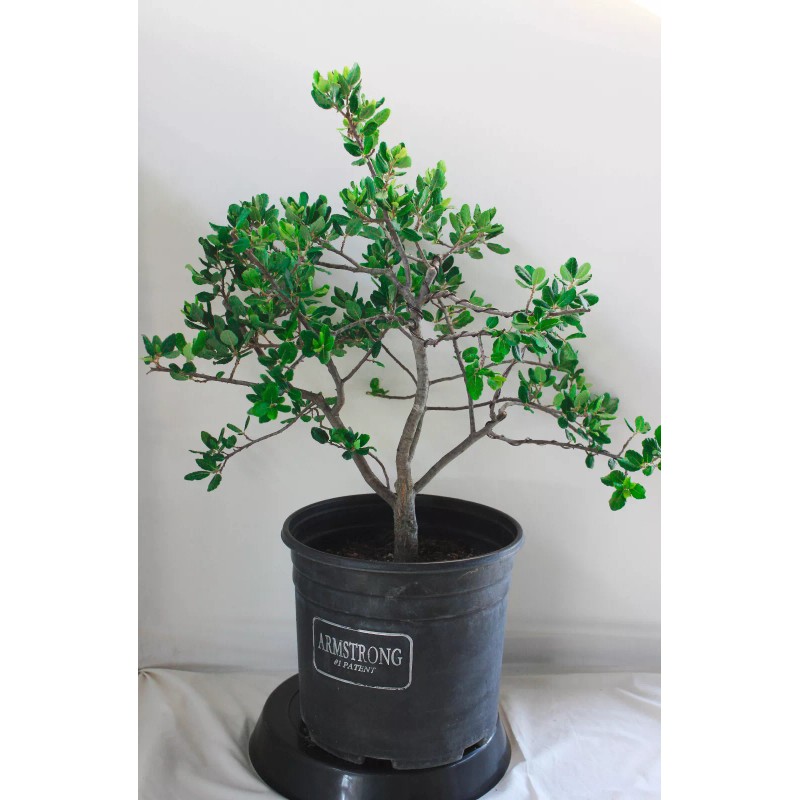 House of Bonsai Japanese white pine ( Pinus Parviflora )