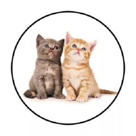 Unbranded 48 Cute Kittens !!!  ENVELOPE SEALS LABELS STICKERS 1.2" ROUND
