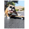 Bulldog/Sunglasses/Skateboard - Avanti Funny Dog Birthday Card