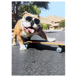 Bulldog/Sunglasses/Skateboard - Avanti Funny Dog Birthday Card