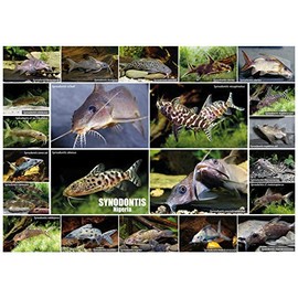 Aqualog Fold Poster SYNODONTIS in Nigeria (West African Catfish)