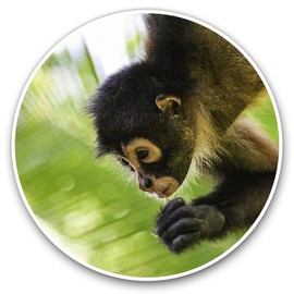 Vinyl Stickers (Set of 2) 20cm - Cute Spider Monkey Baby #16824