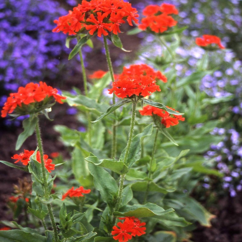 Outsidepride Chalcedonica Lychnis Seeds - 5000 Pcs Perennial Flower Seeds