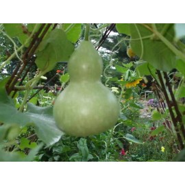 Sunshine Master 5+  Martin Birdhouse Gourd Seeds, Heirloom, Non-GMO, Genuine USA, Great Deal - 50 Seeds