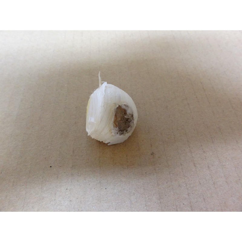 Garlic, 17.6 oz (500 g), Rose Garlic from Aomori Prefecture