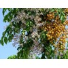 Chinaberry, Melia Azedarach Tree Seeds (30 Seeds) | Fast-Growing, Showy