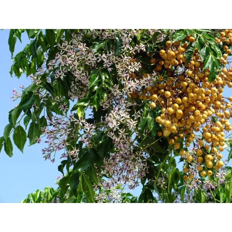 Chinaberry, Melia Azedarach Tree Seeds (30 Seeds) | Fast-Growing, Showy