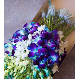 Farm-Fresh PRIME NEXT DAY DELIVERY - Orchids in Bulk: 40 Blue and White Assorted Dendrobium Orchids from Thailand .Gift for Birthday, Sympathy, Anniversary, Valentine, Mother’s Day Fresh Flowers