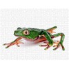 Calvendo Phyllomedusa Giant Makiffrog Bi-Colour