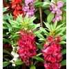 Garden Balsam Mix Impatiens Balsamina Seeds for Planting Blend About