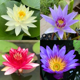 4 Pre-Grown Hardy & Tropical Waterlilies Rhizomes Live Tuber in Red, Yellow, Purple, Blue Flower for Indoor-Outdoor Pond Decoration