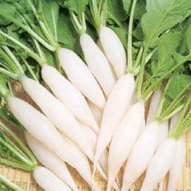 Radish Seeds - Shirahime Hatsuka Daikon - 4 Oz ~11200 Seeds - Non-GMO, Heirloom - Asian Garden Vegetable & Microgreens