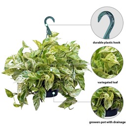 Live Marble Queen Pothos, Variegated Plant, Office Gift, Gardener Gift, Plant Lover Gift, Live Decoration, Father's Day Gift, Trailing Inddor Plant in 8" Hanging Basket