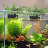2 PCS Aquarium Plant Holder Top Hanging Fish Tank Plant