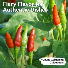 KVITER 25 Thai Chili Hot Pepper Seeds, Birds Eye Seeds