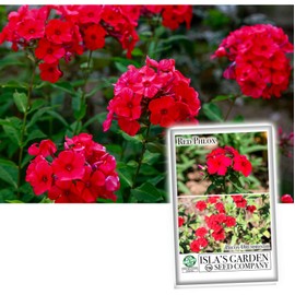 Red Phlox Seeds for Planting, 200+ Heirloom Flower Seeds Per Packet, (Isla's Garden Seeds), Annual, Non GMO Seeds, Botanical Name: Phlox paniculata, Great Home Flower Garden Gift