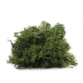NW Wholesaler Forest Green Preserved Reindeer Moss - 2 oz - Indoor Outdoor for Potted Plants, Terrariums, Fairy Gardens, Arts and Crafts or Floral Decor Design (Green)