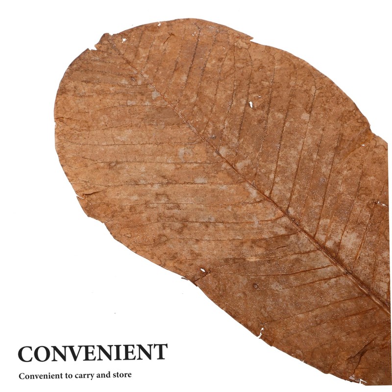 CIYODO 20pcs Dried Leaf for Sushi Plate Elegant Japanese Food