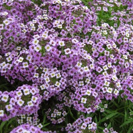 Earthcare Seeds Alyssum 'Royal Carpet' 5,000 Seeds (Lobularia maritima) Fragrant Groundcover - Heirloom - Open Pollinated - Non GMO