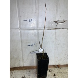 live plant Chaenomeles Speciosa "Cameo" (Peach Flowering Quince) Rooted Plant