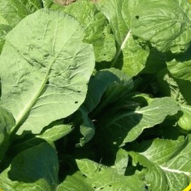 Everwilde Farms - 1 Oz Tendergreen Mustard Seeds - Gold Vault