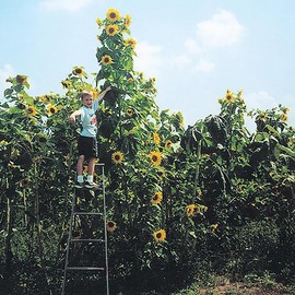 Skyscraper Sunflower Seeds -12' Tall Heirloom Sunflower - Attracts Bees and Butterflies - 10 Seeds