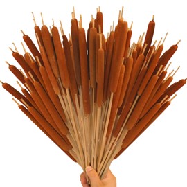 Knitgrip 40 Pcs Dried Natural Cattails Flowers Jumbo 17 Inch Real Brown Cattail Stems Bundles Bulrush Plants Dry Flower for DIY Floral Arrangements, Wedding Home Office Gardens Decor