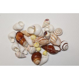 Shorely Yours 25 LAND SNAILS,CRAFT SUPPLY,SAILORS VALENTINES,BEA - 100 shells